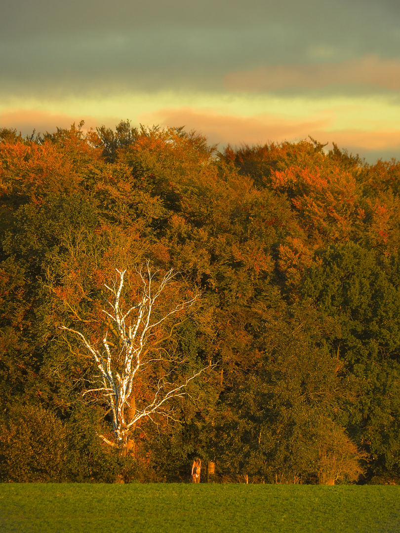 Herbstbirke