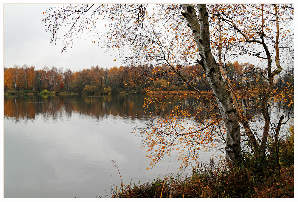 Herbstbirke