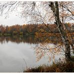 Herbstbirke