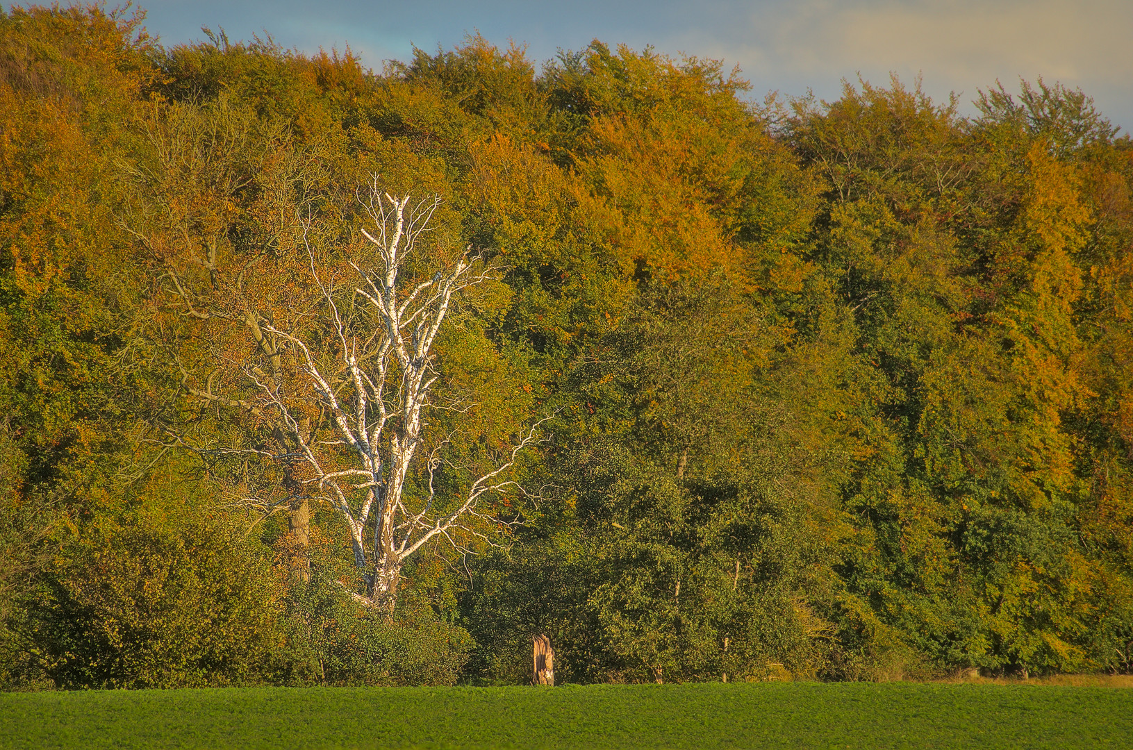 Herbstbirke II