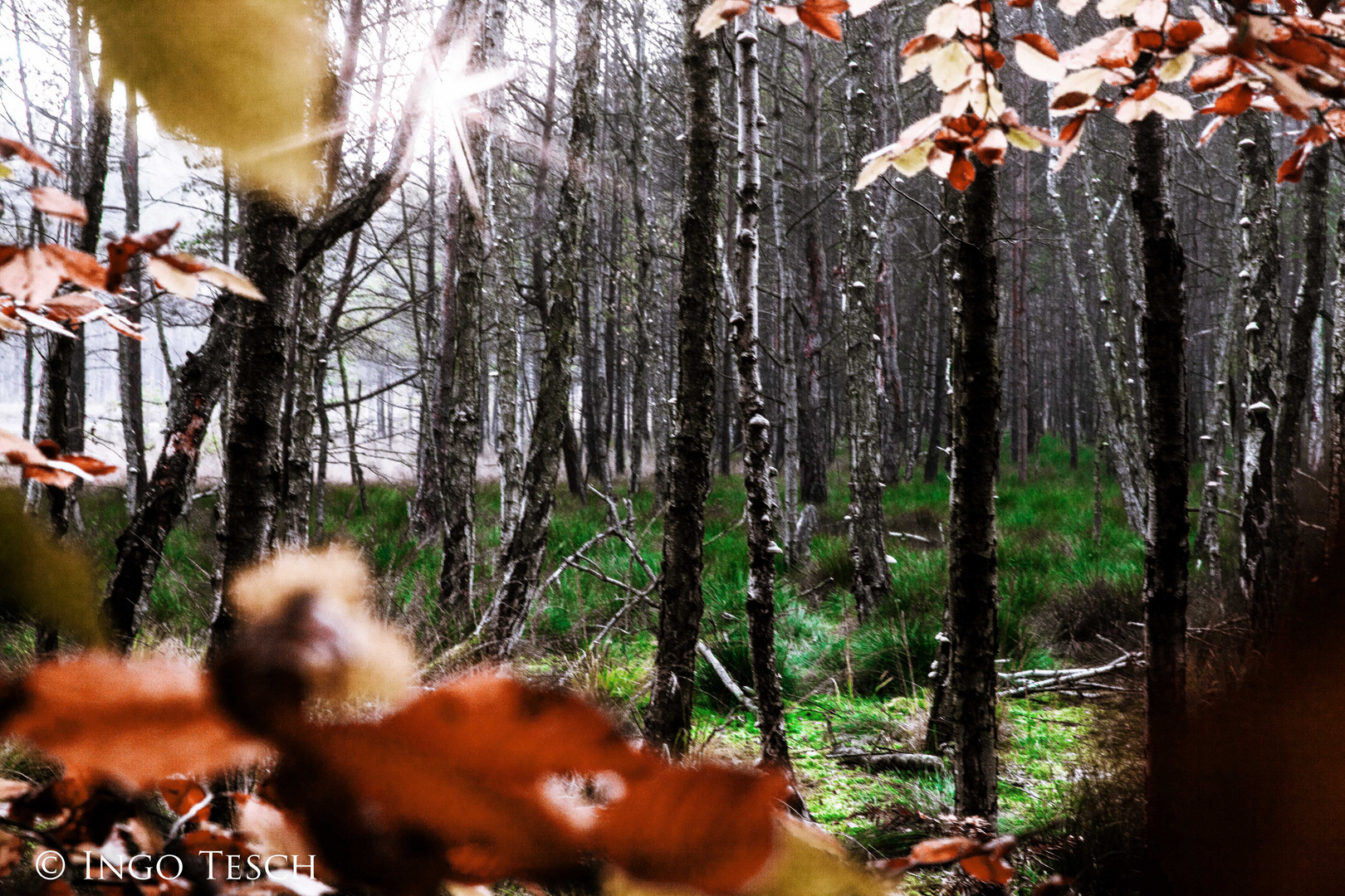 Herbstbirken