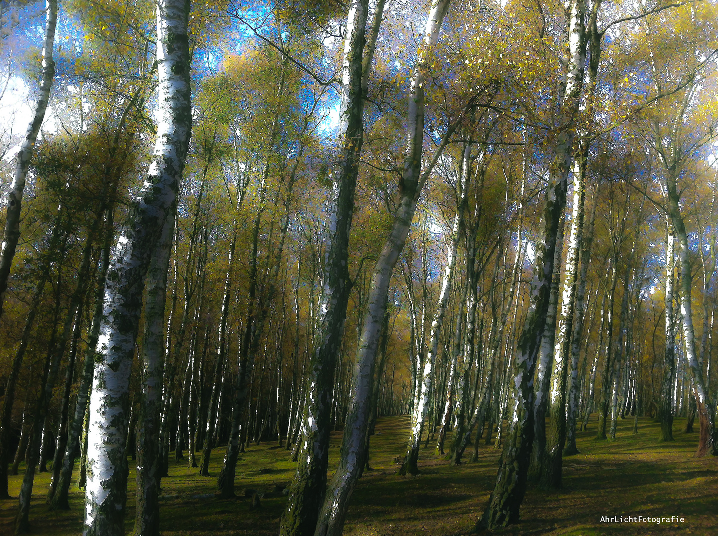 Herbstbirken