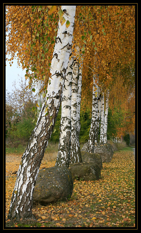 Herbstbirken