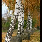 Herbstbirken