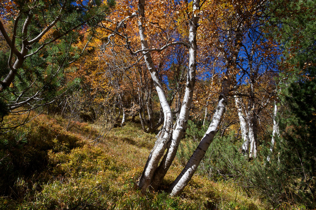 Herbstbirken im Stubaital