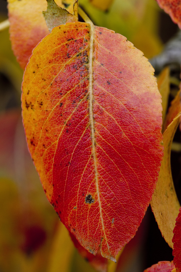 Herbstbirnenblatt