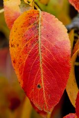 Herbstbirnenblatt