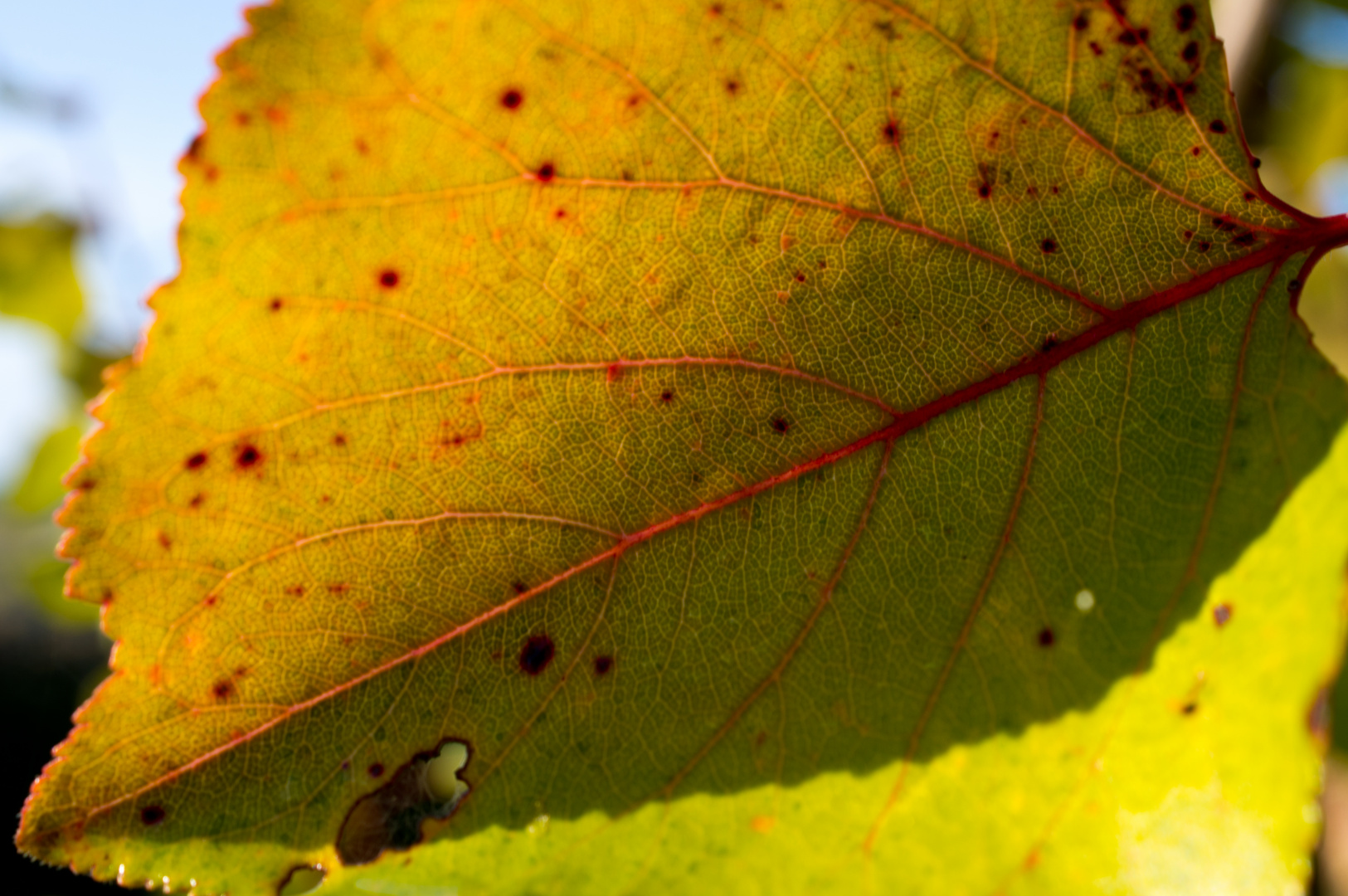 Herbstblättchen