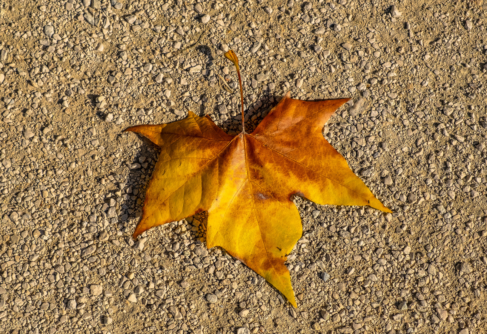 Herbstblättchen