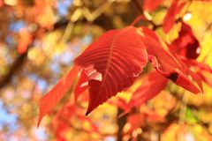 Herbstblätter