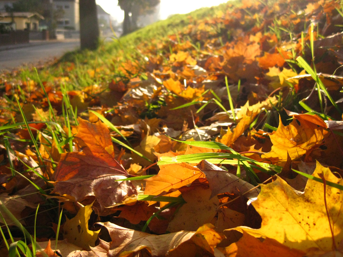 Herbstblätter