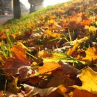 Herbstblätter