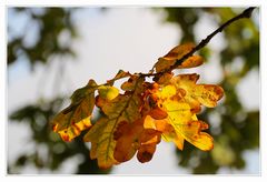 Herbstblätter