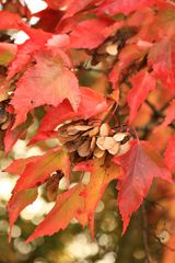 Herbstblätter