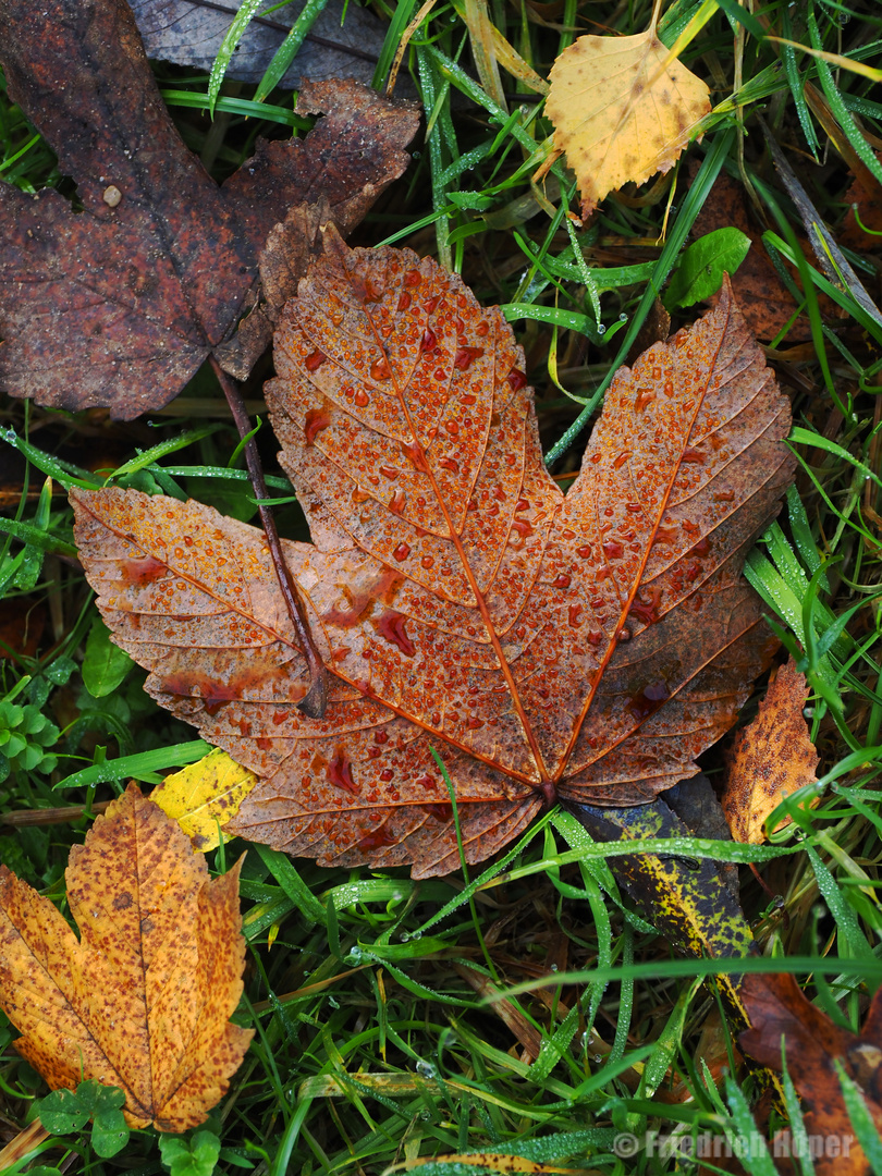  Herbstblätter