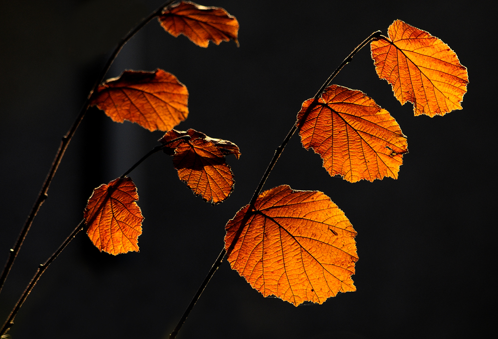 Herbstblätter