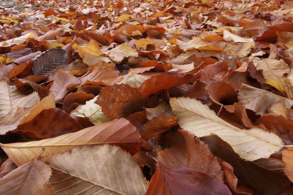 Herbstblätter ...