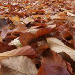 Herbstblätter ...