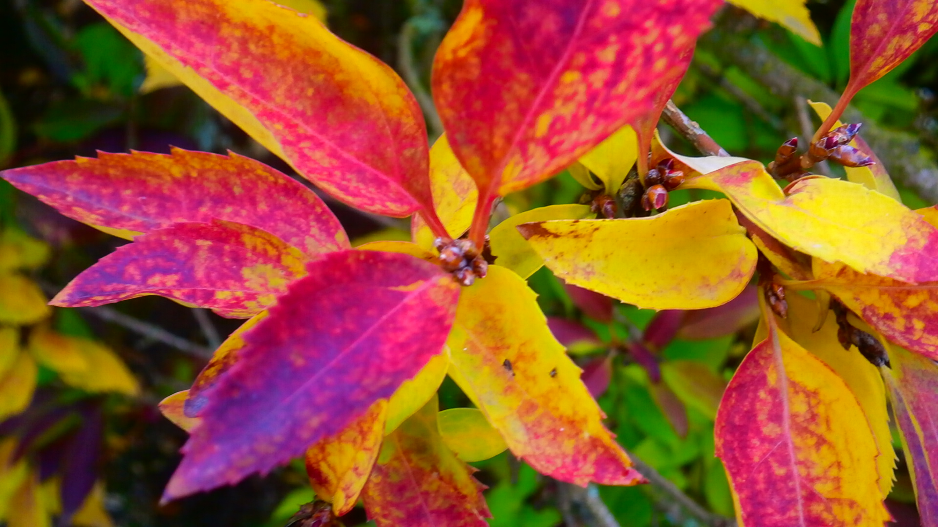 Herbstblätter