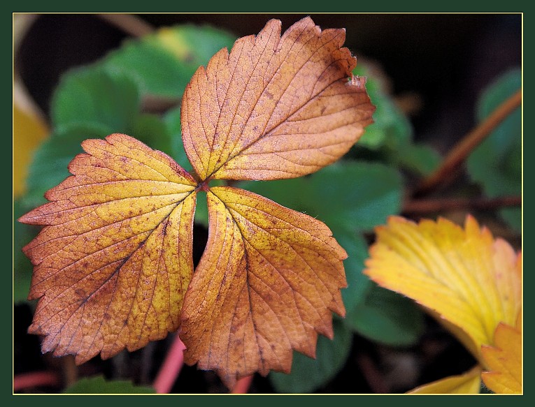 Herbstblätter