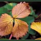 Herbstblätter