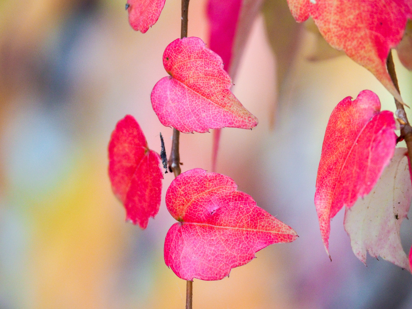 Herbstblätter 1