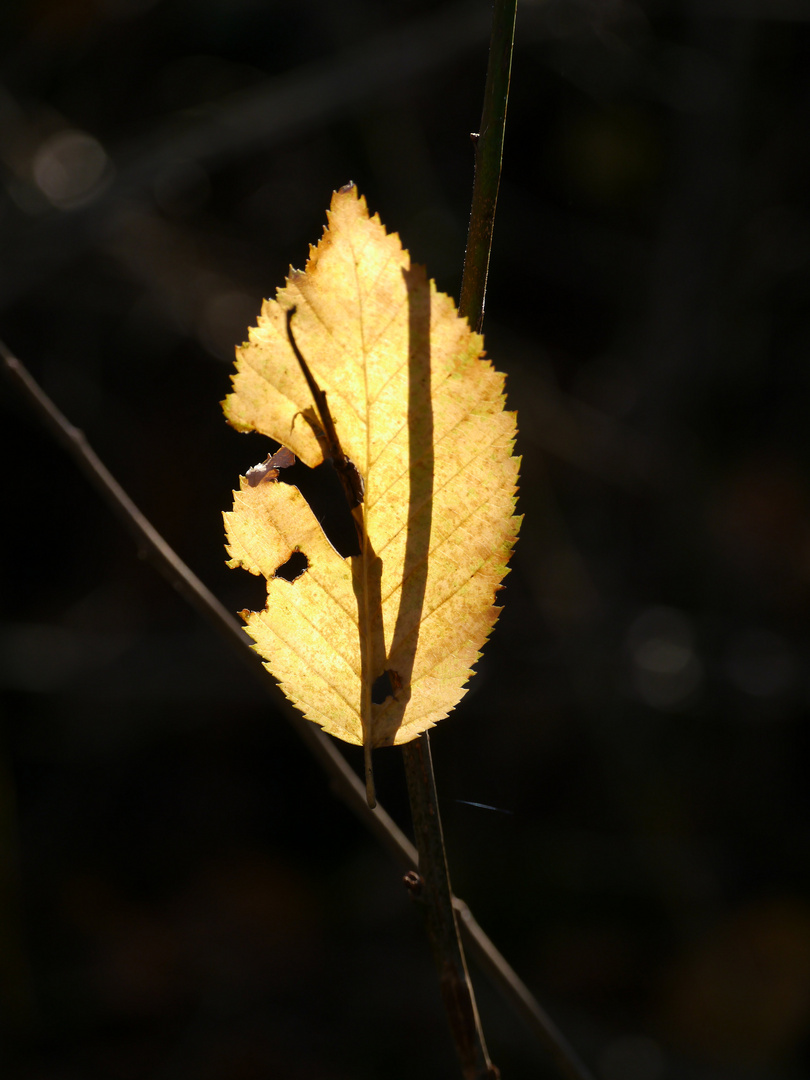 Herbstblätter 1