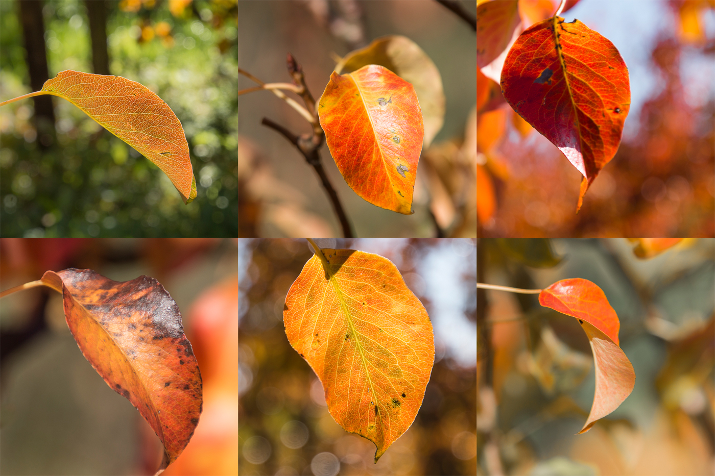 Herbstblätter