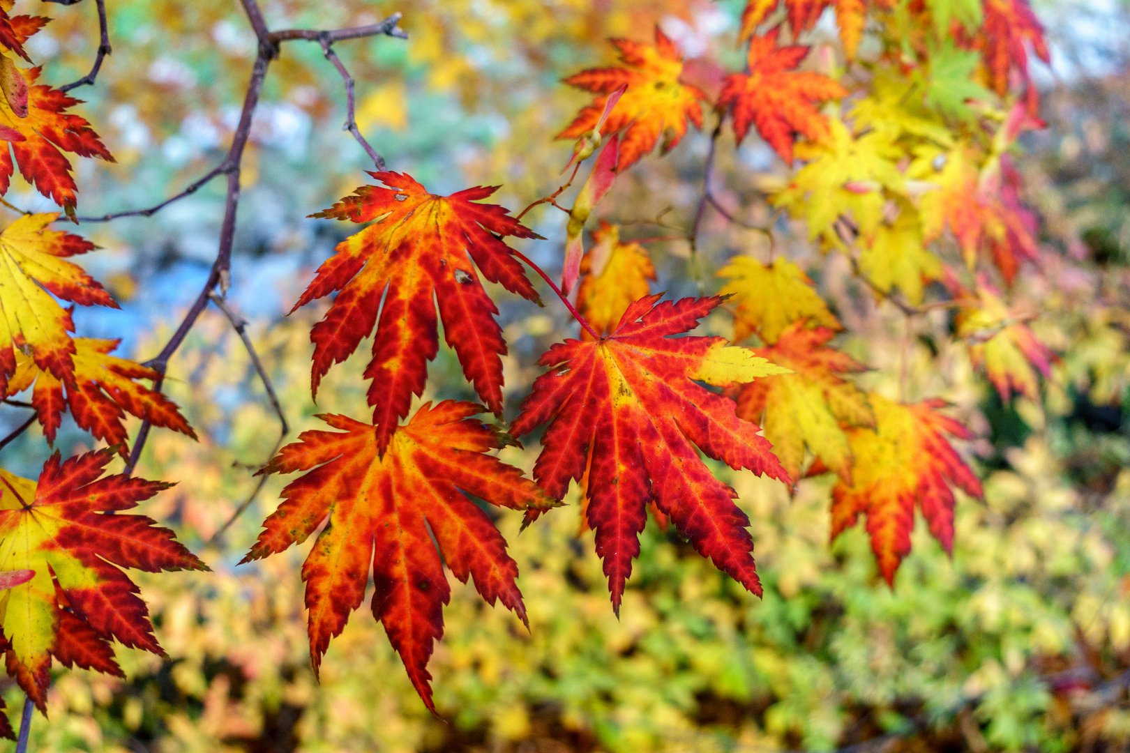 Herbstblätter