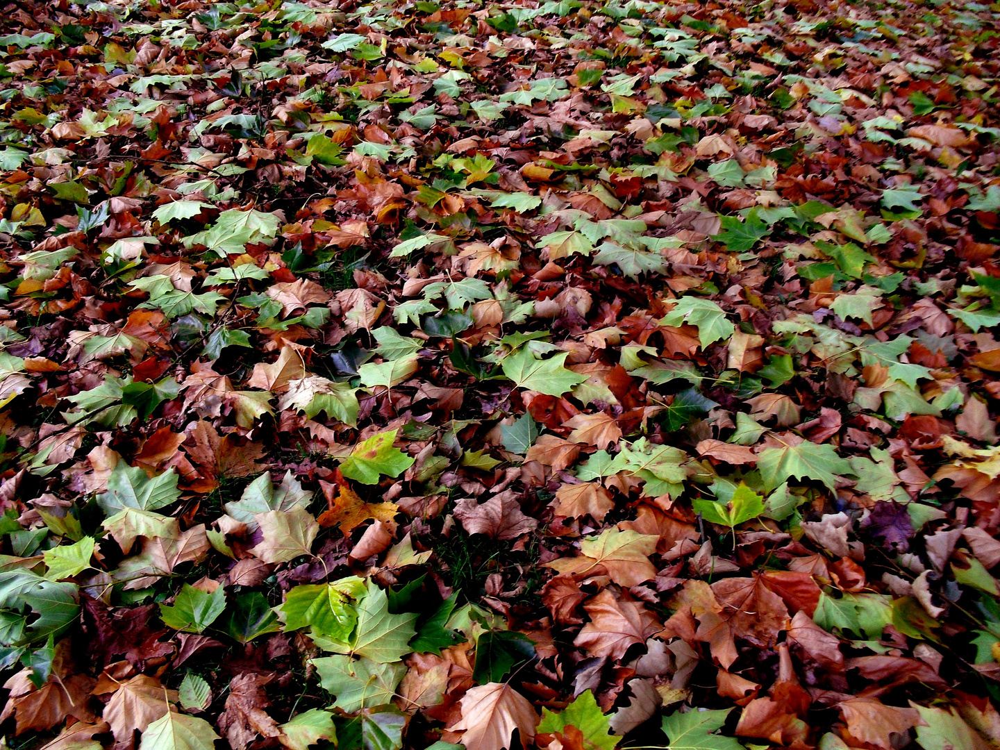 herbstblätter