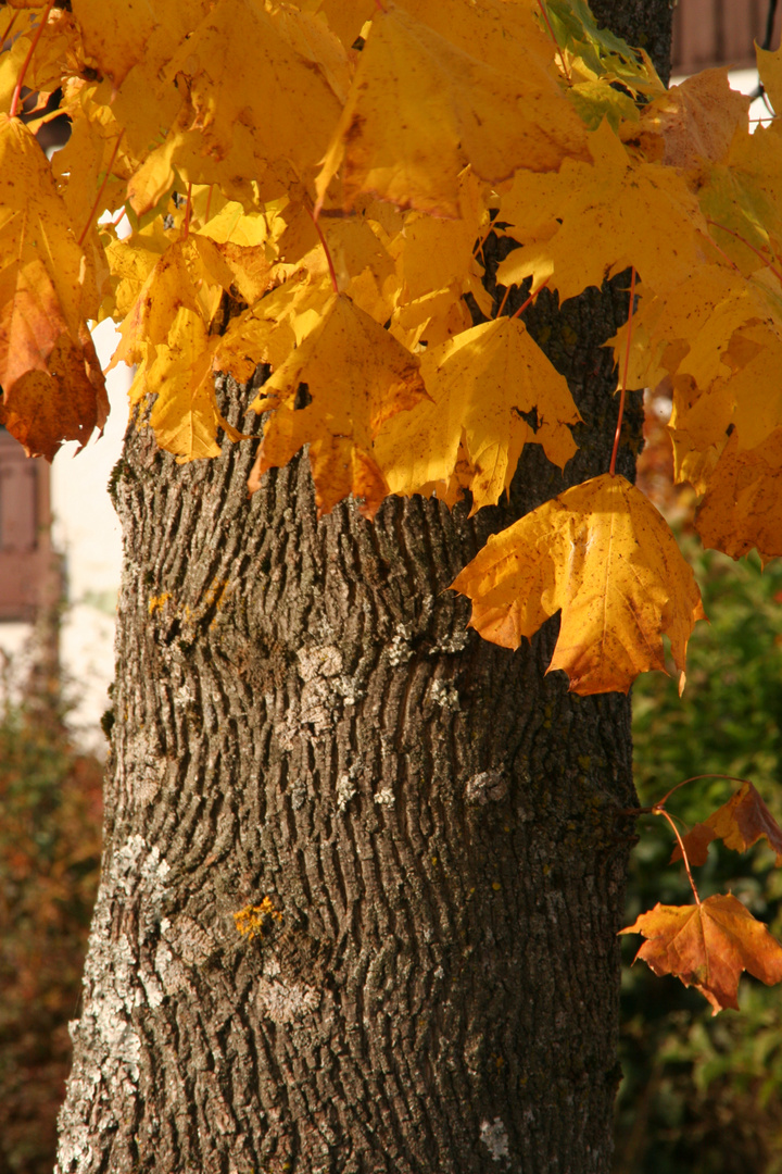 Herbstblätter