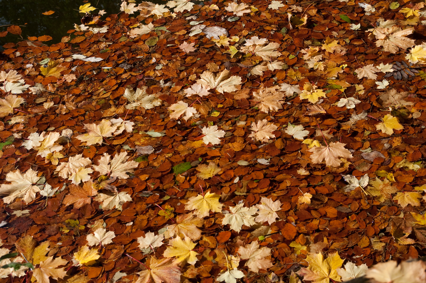 Herbstblätter