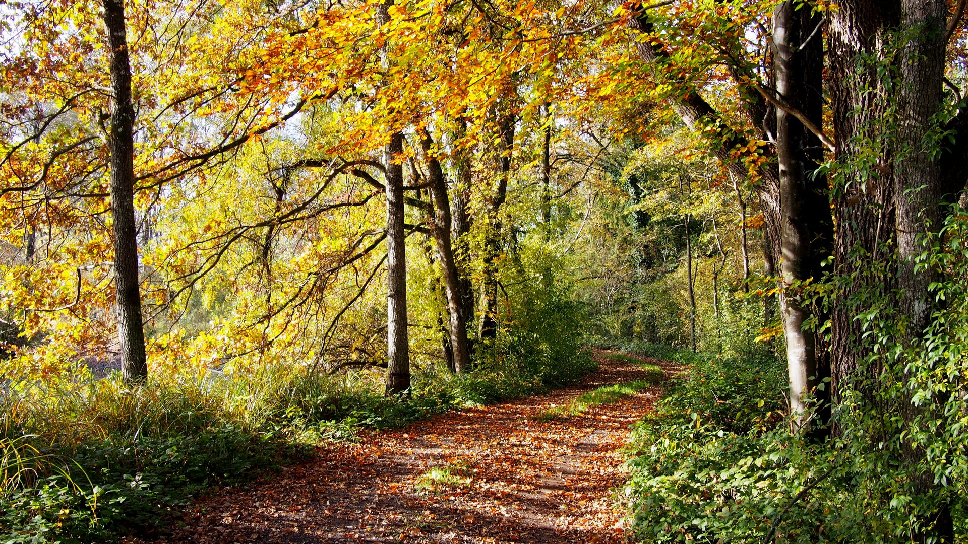 Herbstblätter