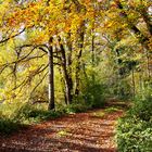 Herbstblätter