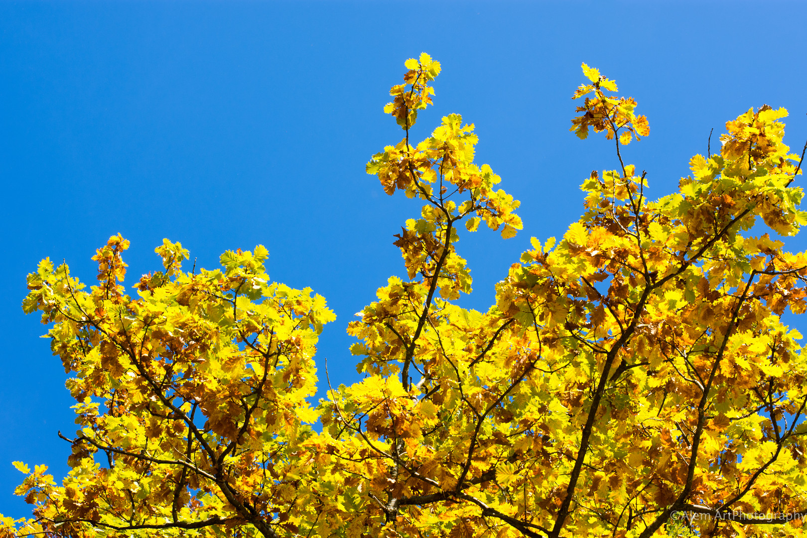 Herbstblätter