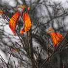 Herbstblätter