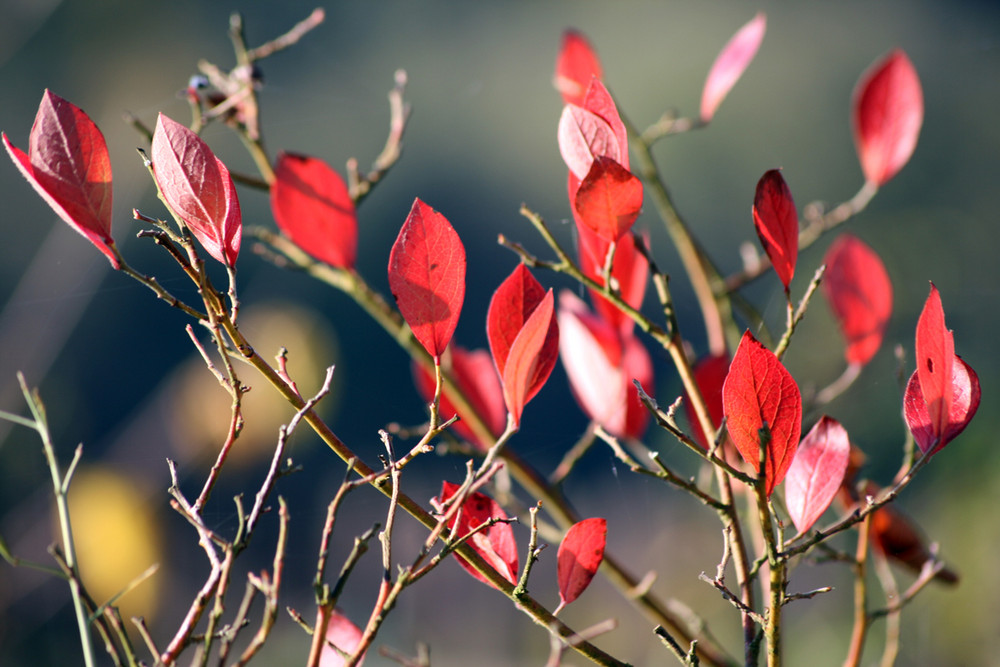 Herbstblätter