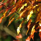 Herbstblätter