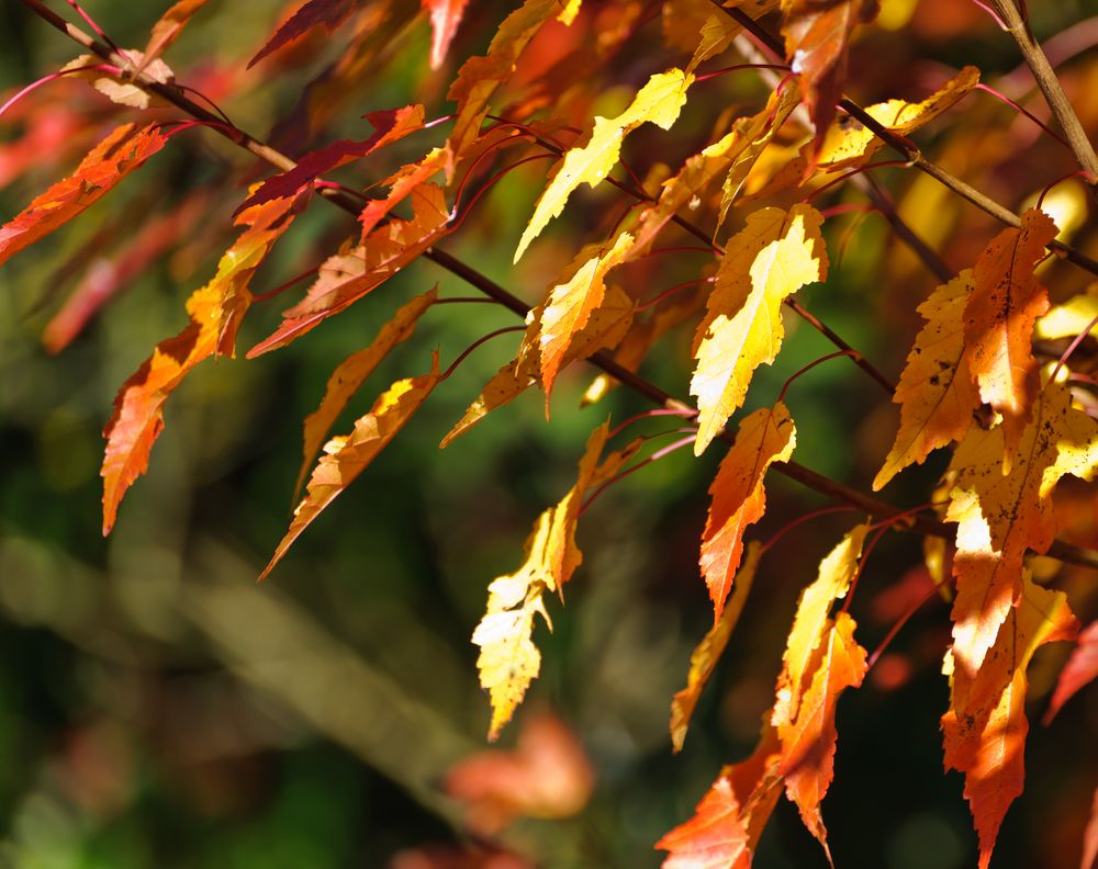 Herbstblätter