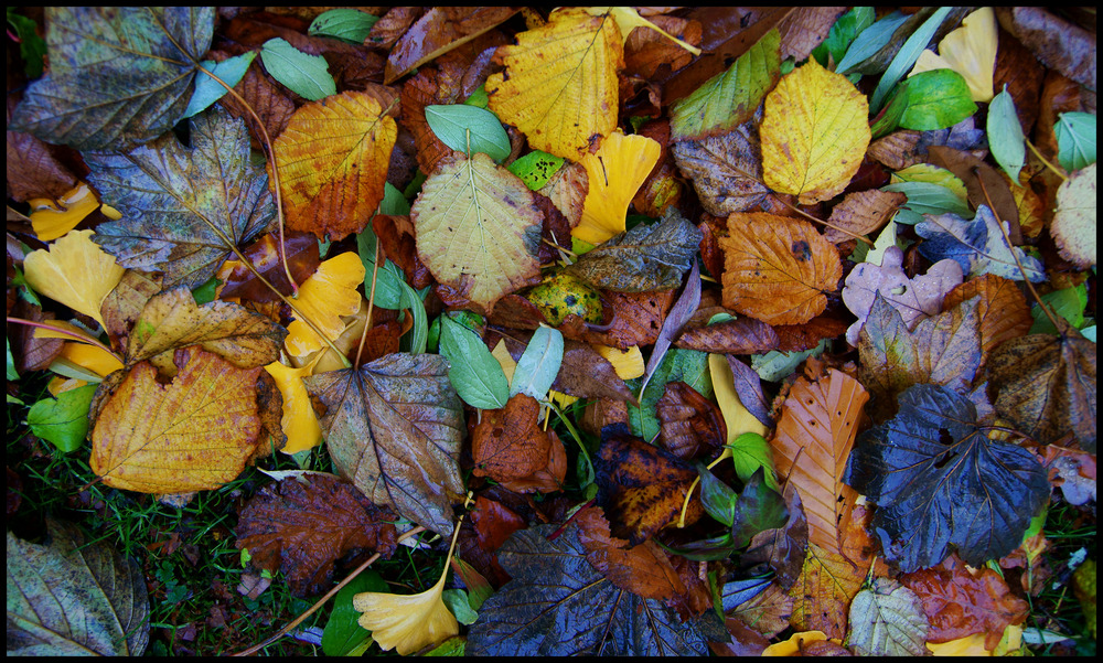 Herbstblätter