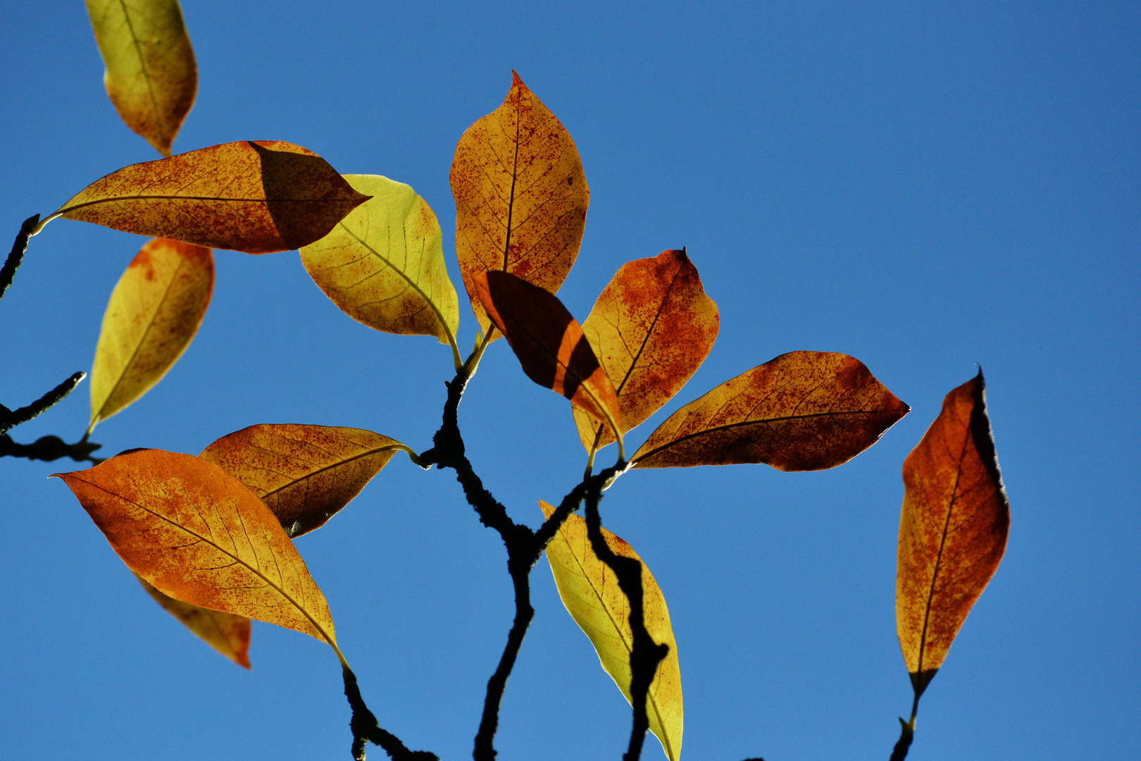 Herbstblätter