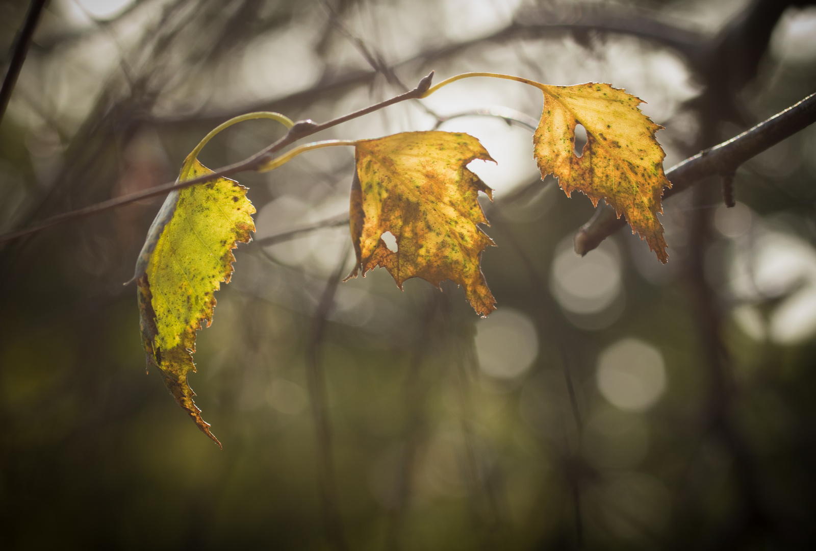 Herbstblätter