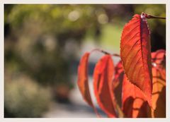 Herbstblätter