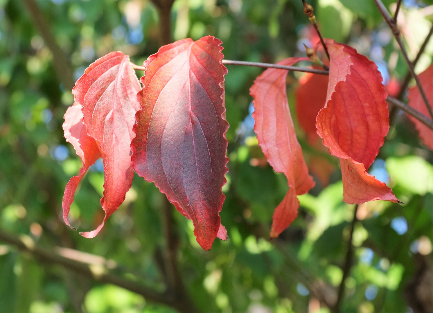 Herbstblätter