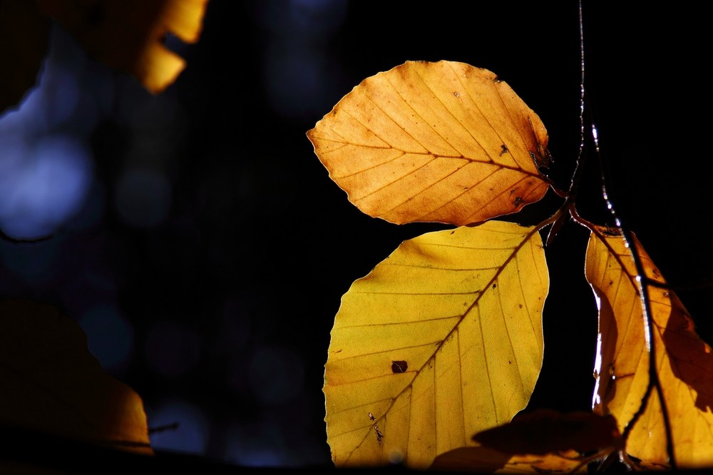 Herbstblätter 2