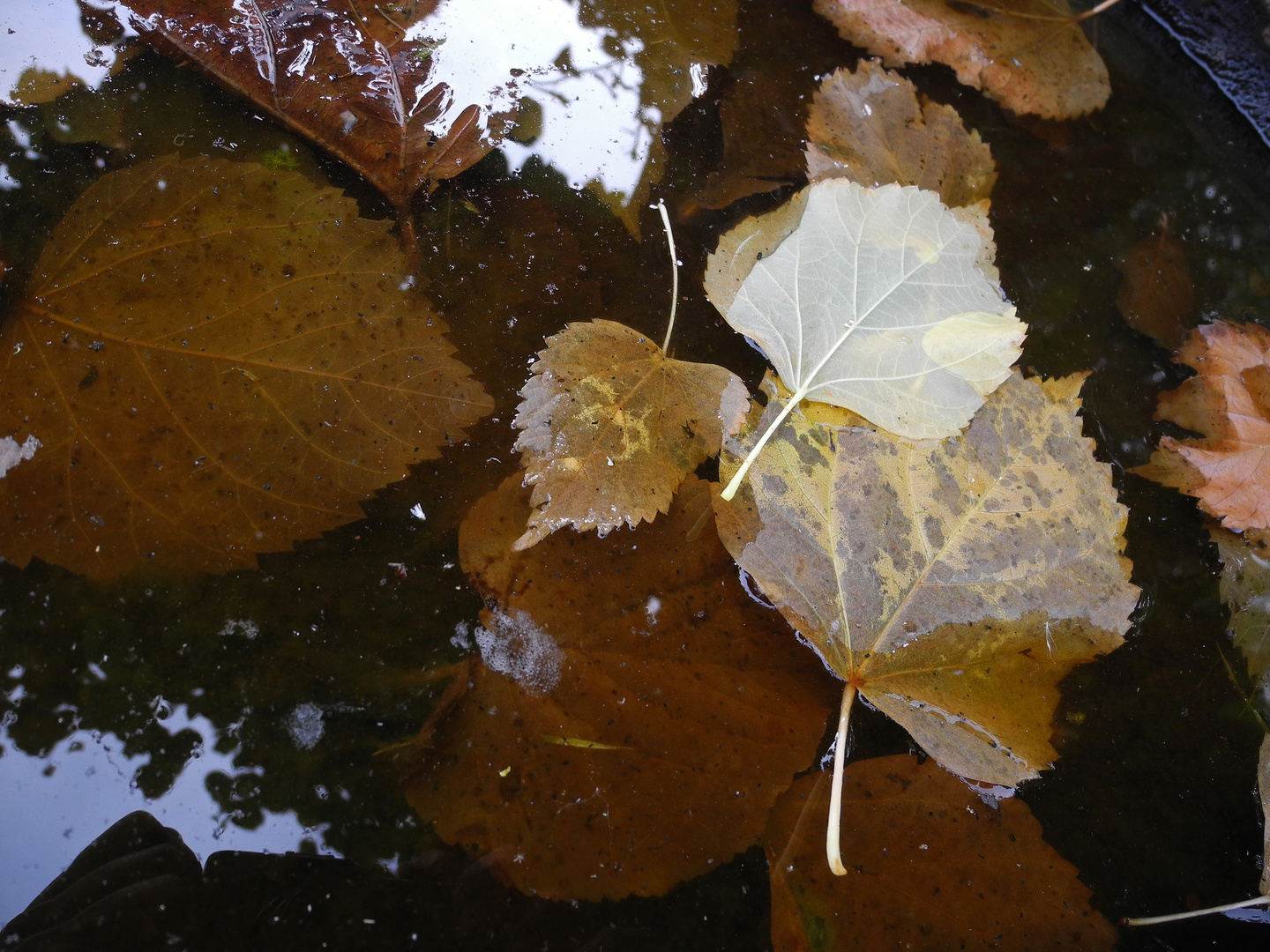 Herbstblaetter - 2