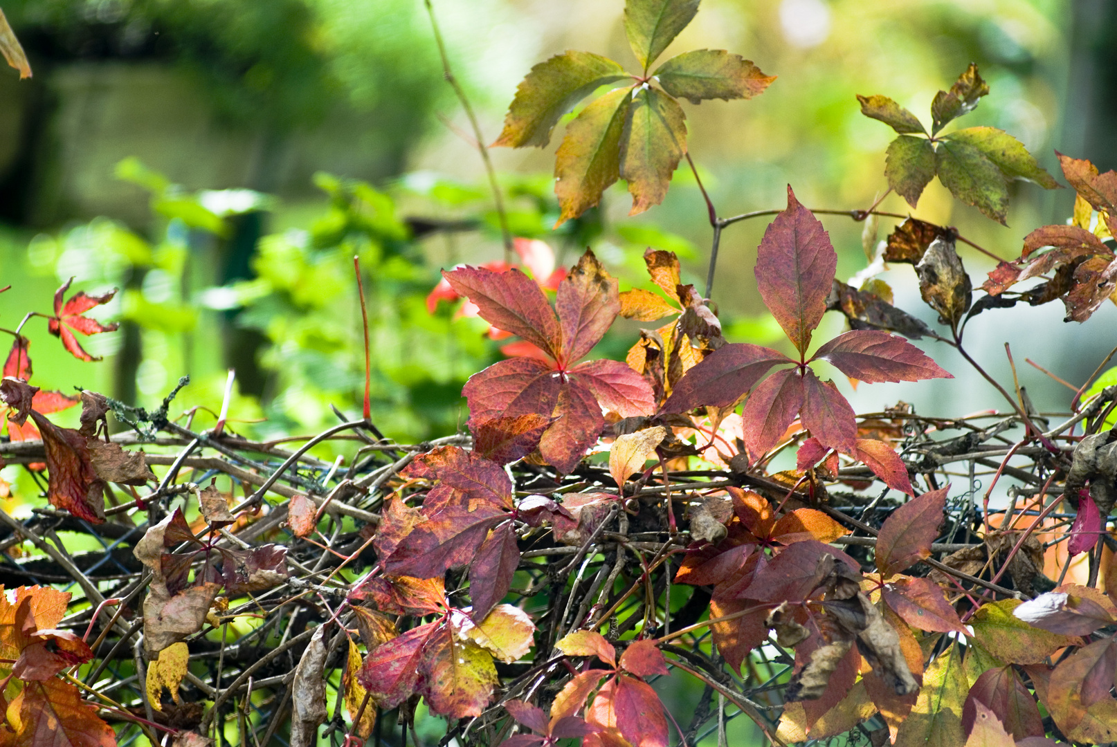 Herbstblätter 2014