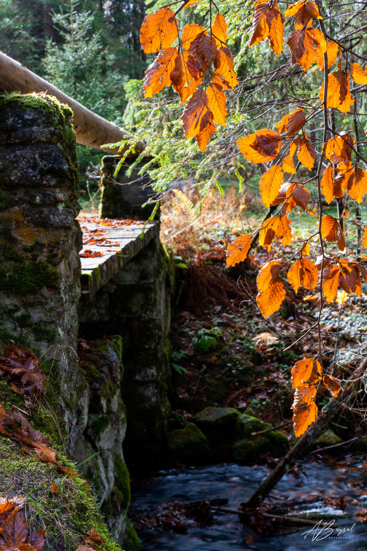 Herbstblätter