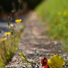 herbstblätter