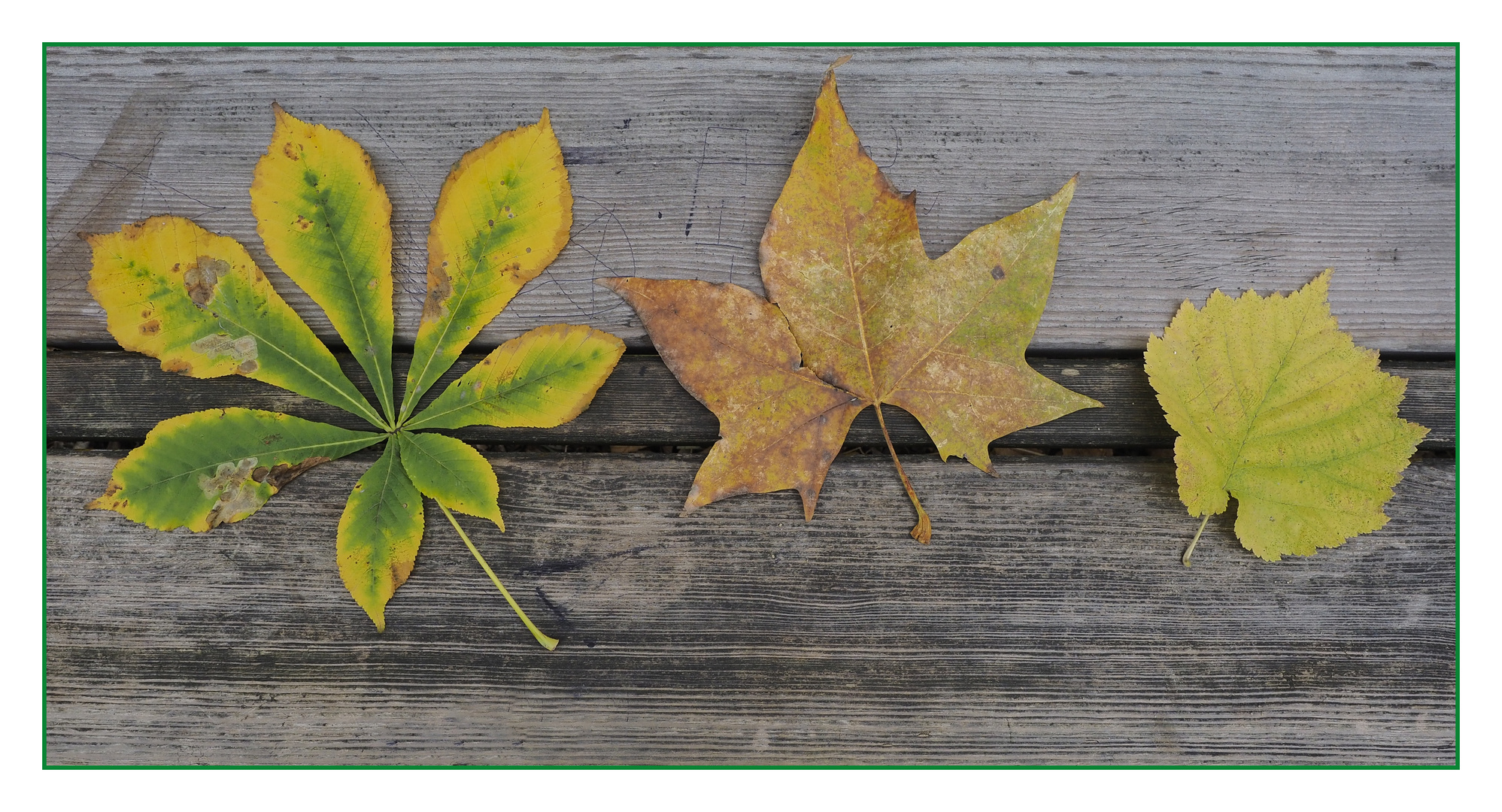 Herbstblätter